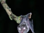 Lesser horseshoe bat - Simon West